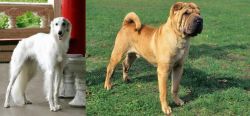 Silken Windhound vs Chinese Shar Pei - Breed Comparison