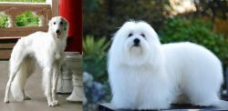 Silken Windhound vs Coton De Tulear - Breed Comparison
