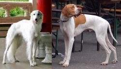 Silken Windhound vs English Pointer - Breed Comparison
