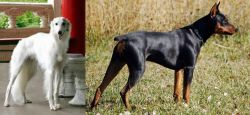 Silken Windhound vs German Pinscher - Breed Comparison