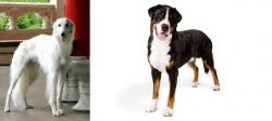 Silken Windhound vs Greater Swiss Mountain Dog - Breed Comparison
