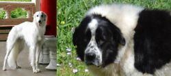 Silken Windhound vs Greek Sheepdog - Breed Comparison