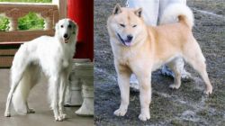 Silken Windhound vs Hokkaido - Breed Comparison