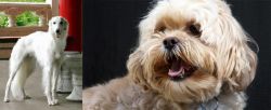 Silken Windhound vs Lhasapoo - Breed Comparison