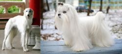Silken Windhound vs Maltese - Breed Comparison
