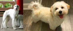 Silken Windhound vs Maltipoo - Breed Comparison