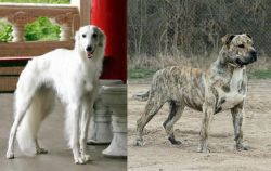 Silken Windhound vs Perro de Presa Mallorquin - Breed Comparison