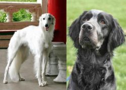 Silken Windhound vs Picardy Spaniel - Breed Comparison