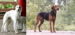 Silken Windhound vs Schillerstovare - Breed Comparison
