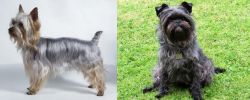 Silky Terrier vs Affenpinscher - Breed Comparison
