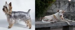 Silky Terrier vs Askal - Breed Comparison