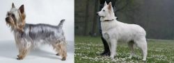 Silky Terrier vs Berger Blanc Suisse - Breed Comparison