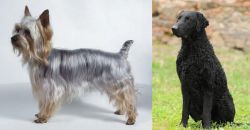 Silky Terrier vs Curly Coated Retriever - Breed Comparison