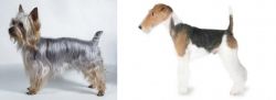 Silky Terrier vs Fox Terrier - Breed Comparison