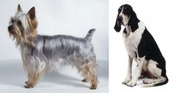 Silky Terrier vs Grand Anglo-Francais Blanc et Noir - Breed Comparison