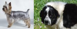 Silky Terrier vs Greek Sheepdog - Breed Comparison