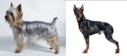 Silky Terrier vs Harlequin Pinscher - Breed Comparison