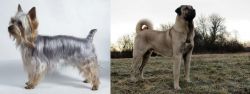 Silky Terrier vs Kangal Dog - Breed Comparison