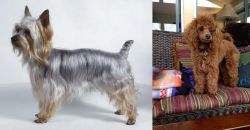 Silky Terrier vs Miniature Poodle - Breed Comparison