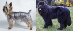 Silky Terrier vs Newfoundland Dog - Breed Comparison