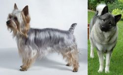 Silky Terrier vs Norwegian Elkhound - Breed Comparison