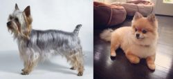 Silky Terrier vs Pomeranian - Breed Comparison