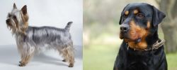 Silky Terrier vs Rottweiler - Breed Comparison