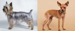 Silky Terrier vs Russian Toy Terrier - Breed Comparison