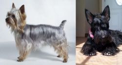 Silky Terrier vs Scottish Terrier - Breed Comparison