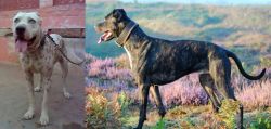 Sindh Mastiff vs Alaunt - Breed Comparison