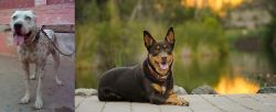 Sindh Mastiff vs Australian Kelpie - Breed Comparison