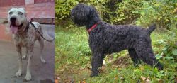 Sindh Mastiff vs Black Russian Terrier - Breed Comparison
