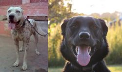 Sindh Mastiff vs Borador - Breed Comparison