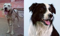 Sindh Mastiff vs Border Collie - Breed Comparison