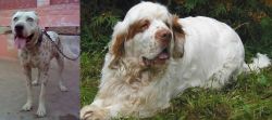 Sindh Mastiff vs Clumber Spaniel - Breed Comparison