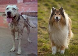 Sindh Mastiff vs Collie - Breed Comparison