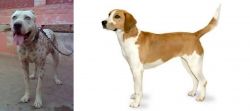Sindh Mastiff vs Harrier - Breed Comparison
