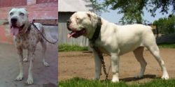 Sindh Mastiff vs Hermes Bulldogge - Breed Comparison