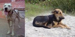 Sindh Mastiff vs Indian Pariah Dog - Breed Comparison