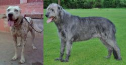 Sindh Mastiff vs Irish Wolfhound - Breed Comparison