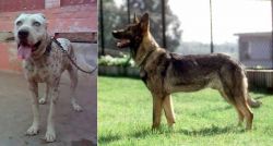 Sindh Mastiff vs Kunming Dog - Breed Comparison