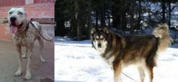 Sindh Mastiff vs Mackenzie River Husky - Breed Comparison