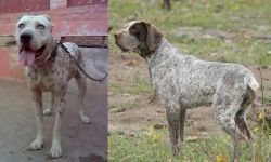 Sindh Mastiff vs Perdiguero de Burgos - Breed Comparison