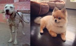 Sindh Mastiff vs Pomeranian - Breed Comparison
