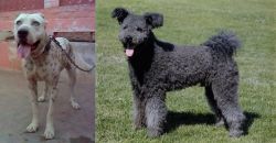 Sindh Mastiff vs Pumi - Breed Comparison