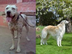 Sindh Mastiff vs Russian Hound - Breed Comparison