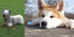 Skye Terrier vs Akita - Breed Comparison