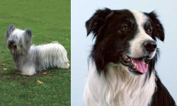 Skye Terrier vs Border Collie - Breed Comparison