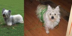Skye Terrier vs Cairland Terrier - Breed Comparison