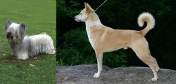 Skye Terrier vs Canaan Dog - Breed Comparison
